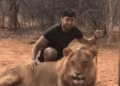 The tough lion